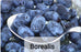 Haskap/Honeyberry - Lonicera caerulea