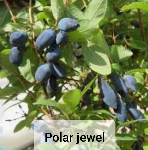 Haskap/Honeyberry - Lonicera caerulea