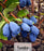 Haskap/Honeyberry - Lonicera caerulea