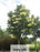 Lilac Japanese Tree Syringa reticula