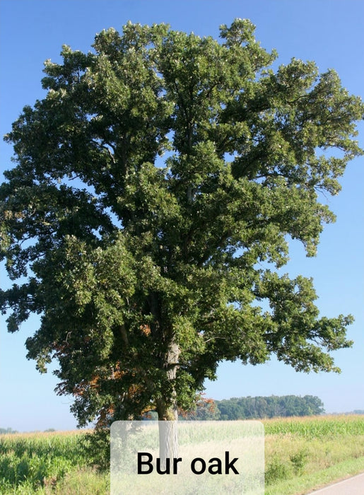 Oak Trees - Quercus