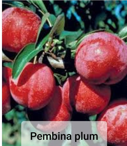 Plum Fruit Trees - Prunus