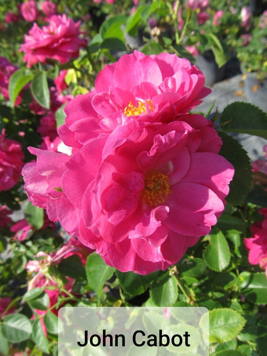 Hardy Roses - Rosa