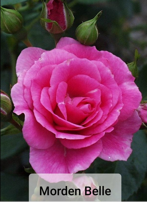 Hardy Roses - Rosa