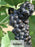 Grape Fruit Vines - Vitis