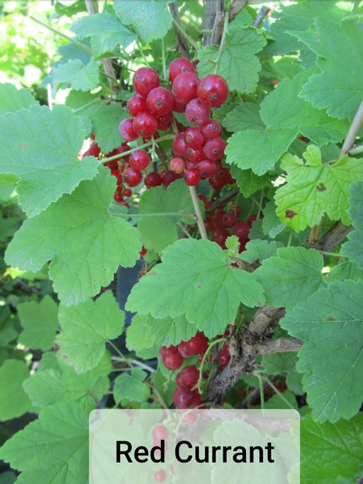 Currant Fruit Shrubs - Ribes