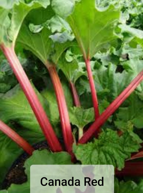 Rhubarb Plants