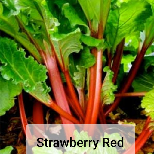 Rhubarb Plants