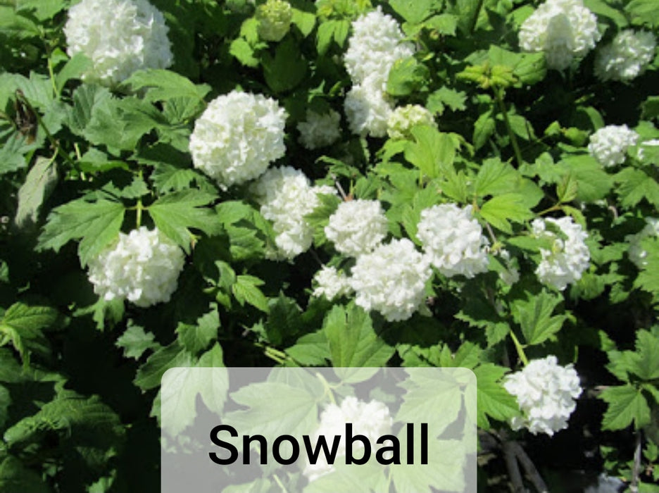 Snowball Shrub - Viburnum