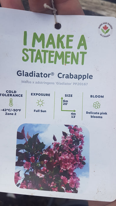 Flowering Crabapple Trees - Malus