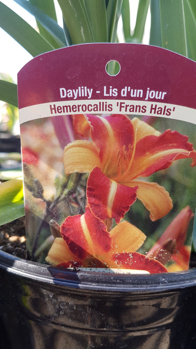 Hemerocallis - Daylilies