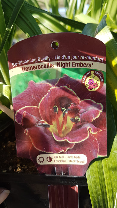Hemerocallis - Daylilies