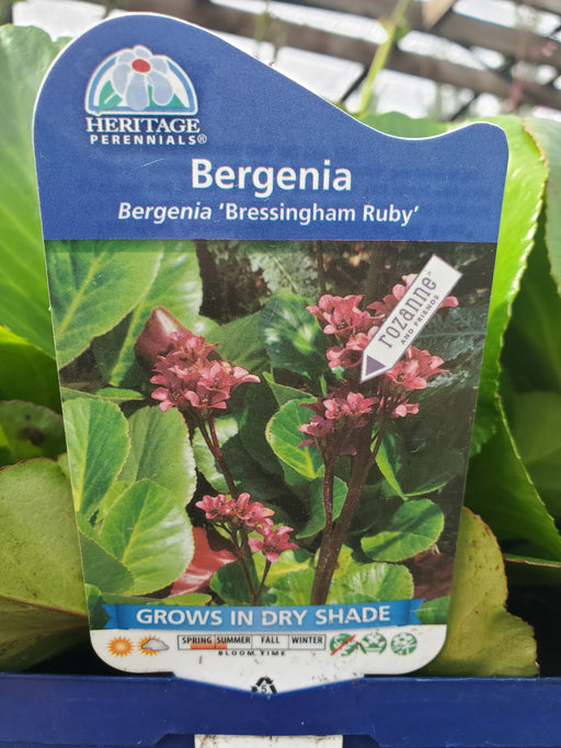 Bergenia