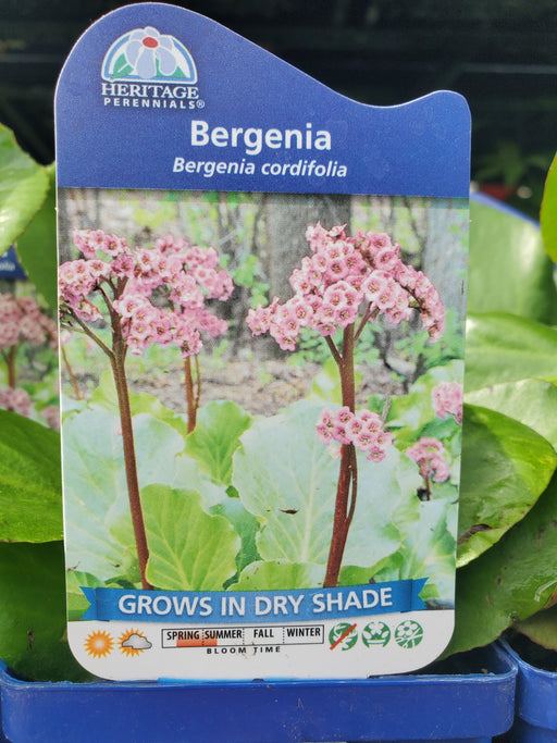 Bergenia