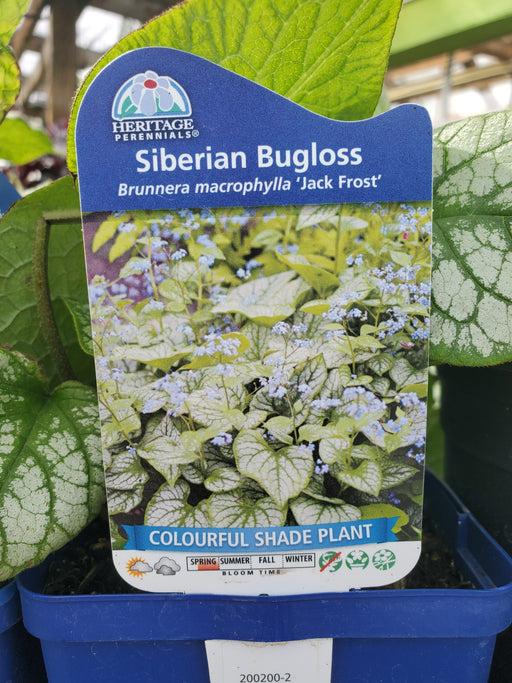 Brunnera macrophylla 'Jack Frost' - Siberian Bugloss