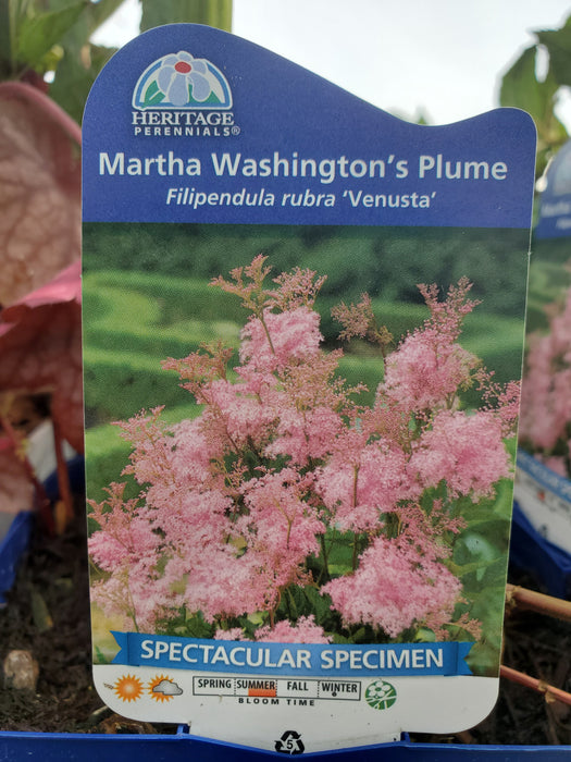 Filipendula rubra 'Venusta' - Martha Washington's Plume Meadowsweet