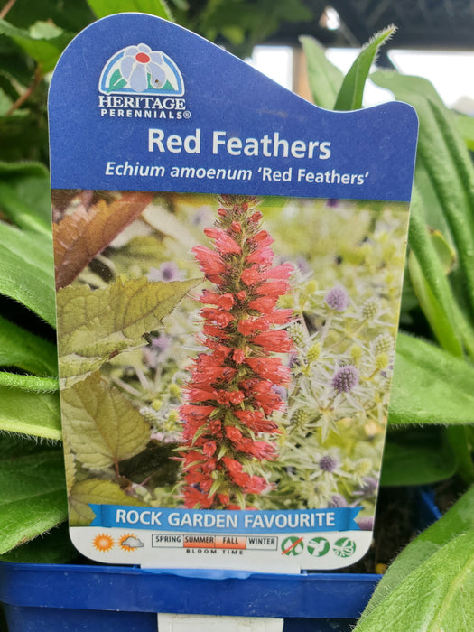 Echium amoenum 'Red Feathers' - Red Feathers