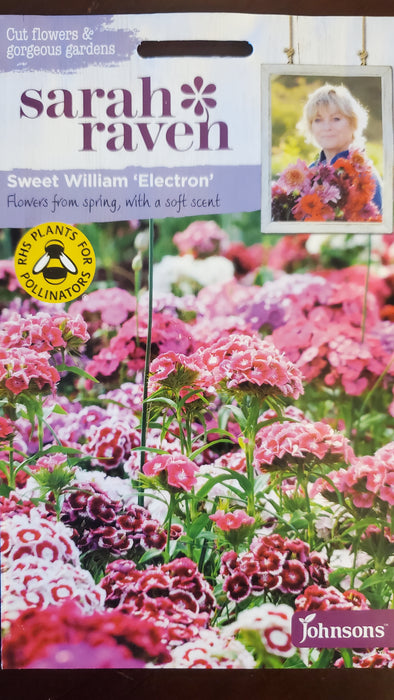 Sweet William 'Electron' - Seed Packet - Sarah Raven