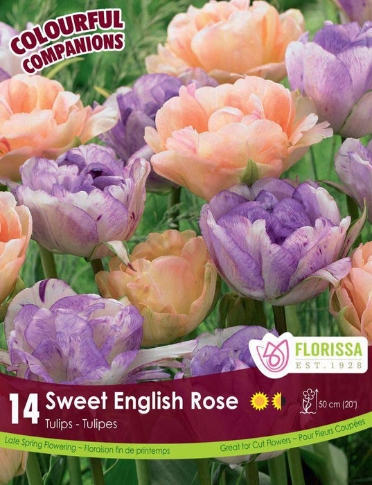 Companion Tulip Sweet English Rose