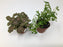 Miniature Foliage Plants