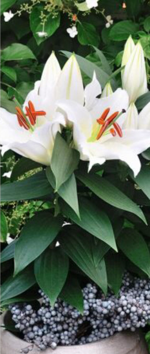 Lily - Patio Oriental - Sunny Azores