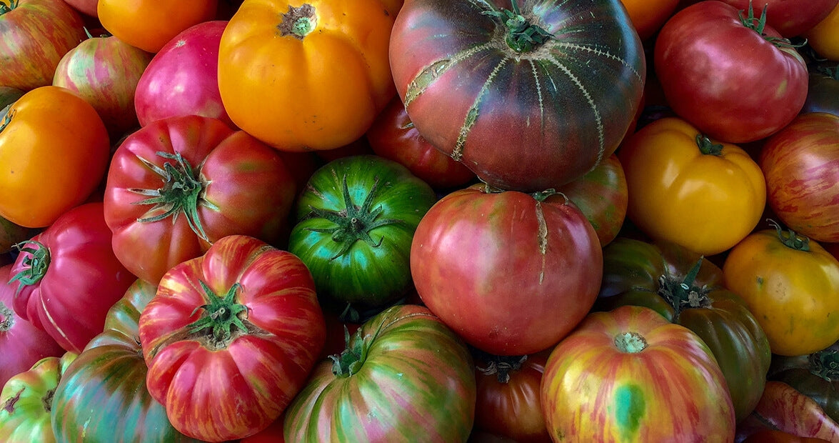 Heirloom Tomato 4" pot