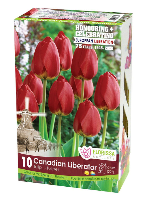 Tulip Canadian Liberator