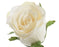 Silk Flower -Cream Rose Stem