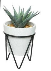 Succulent in pot with black metal stand
