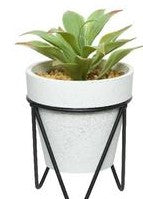 Succulent in pot with black metal stand