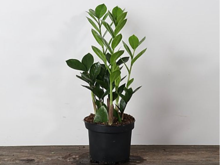 Zamioculcas “ZZ” Plant