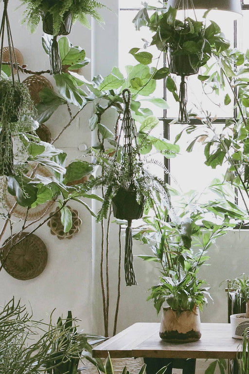 Plant Hanger