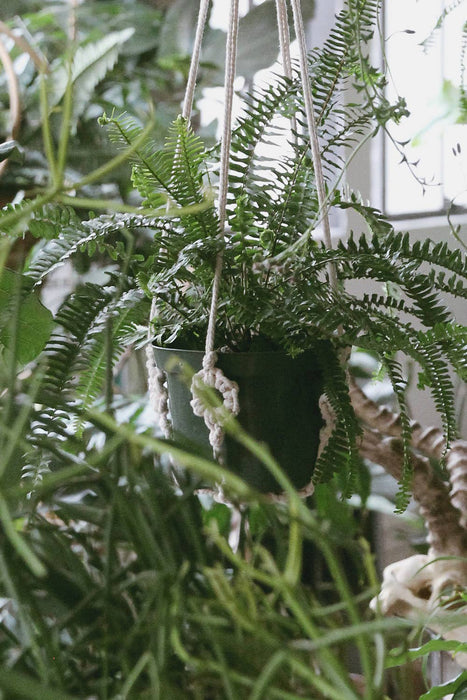 Plant Hanger w/ Wood Rings