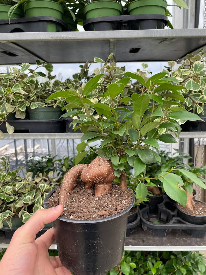 bonsai tree regina Ficus Ginseng — Dutch Growers Regina