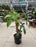 Philodendron Florida Green on pole