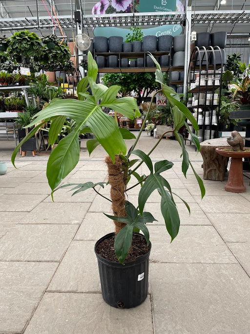 Philodendron Florida Green on pole