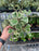 Ficus Triangularis variegated