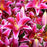 Perennial Lilies