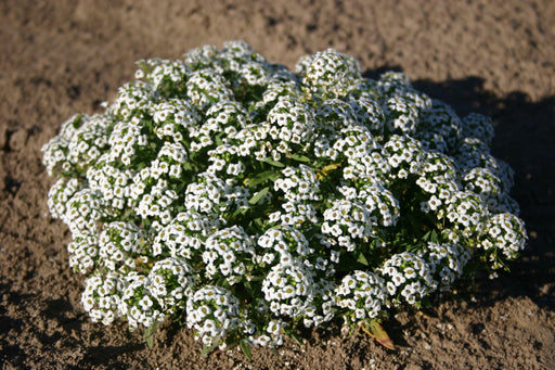 Seed Packets, Alyssum.