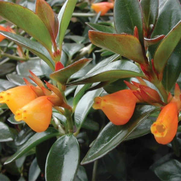 goldfish plant hanging Goldfish Plant — Dutch Growers Regina