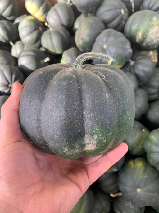 Black Pumpkin Novelty
