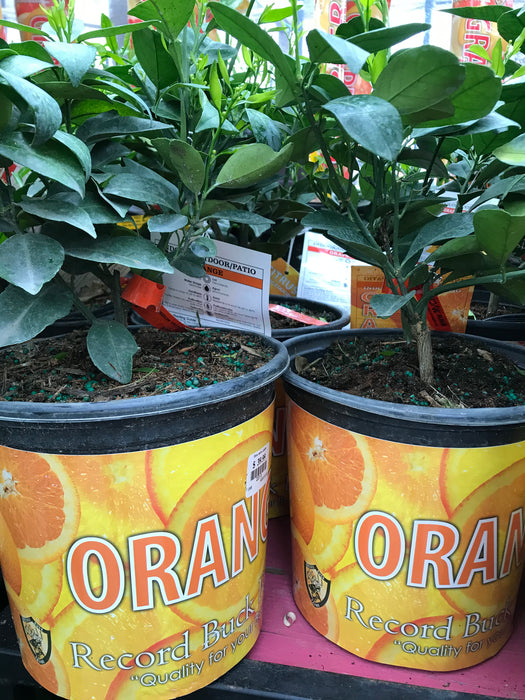 Orange Citrus Plant