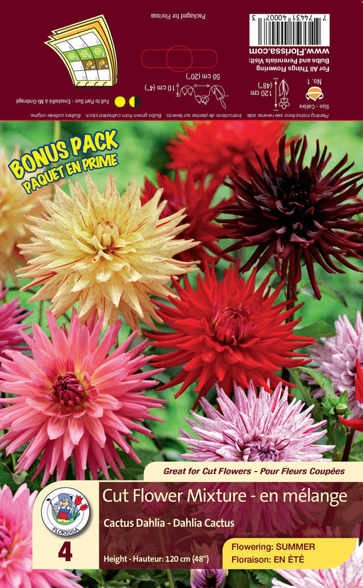 Dahlia - Cactus - Cut Flower Mixture