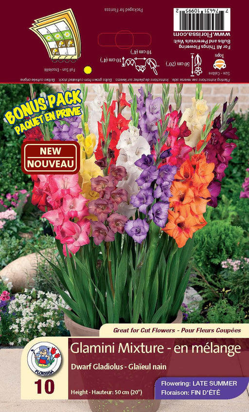 Gladiolas - Glamini Mixture