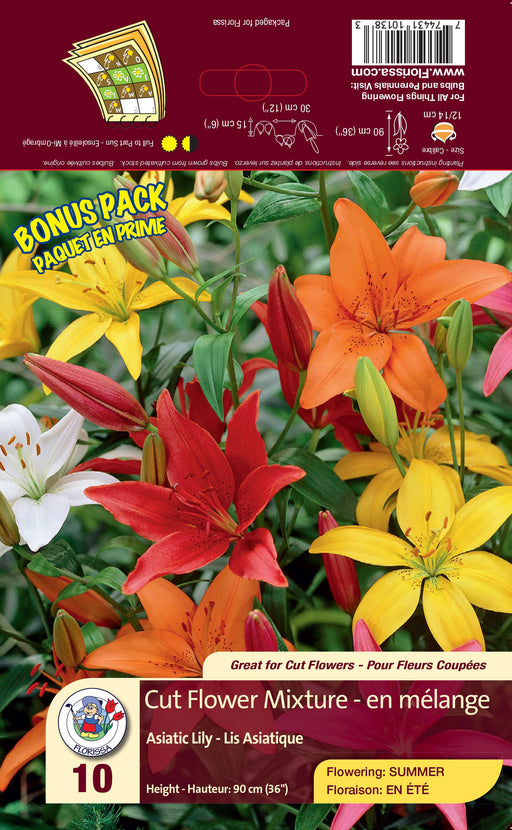 Lily Asiatic - Cut Flower Mixture