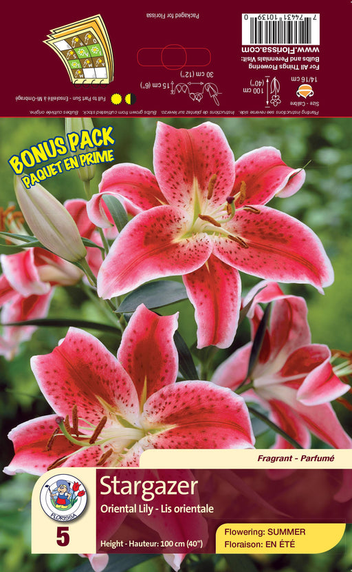 Lily - Oriental - Stargazer