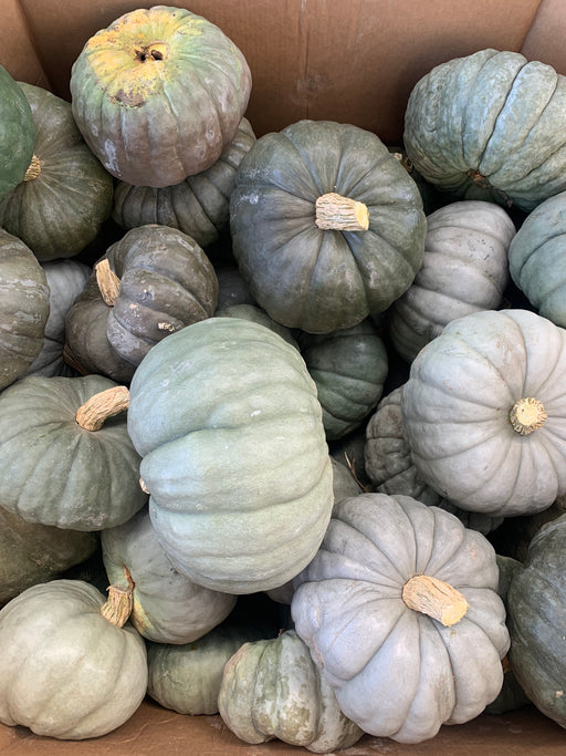 Pumpkin Blue Novelty