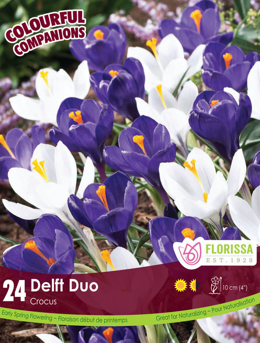 Companion Delft Duo - Crocus