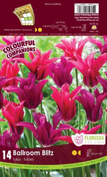 Companion Ballroom Blitz Tulips