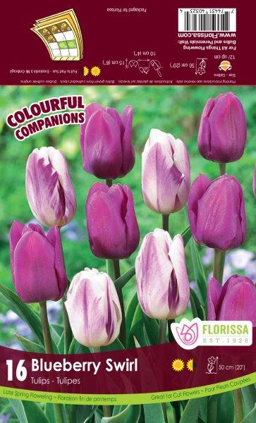 Companion Blueberry Swirl Tulip